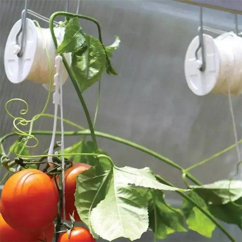 Clip Tomato Plants